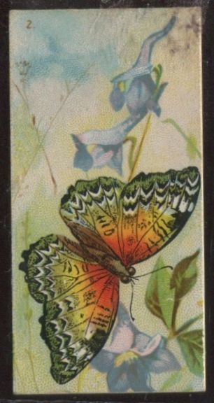 2 Butterfly